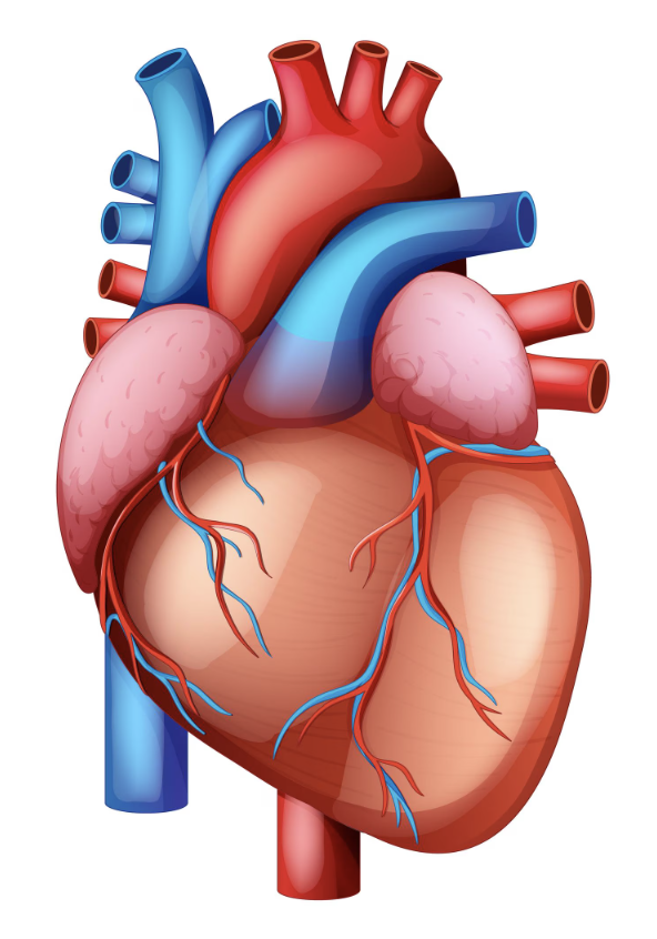 Cardiology